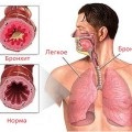 Spasmele vaselor cerebrale tratate cu remedii folclorice