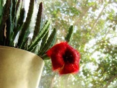 Speciile Stapelia, cultivarea și îngrijirea - plante și flori de interior