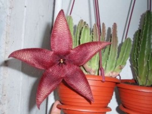 Stapelia termesztés, gondozás és reprodukció