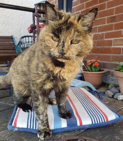Cea mai veche pisică din lume a suferit cu succes o operațiune serioasă și va trăi