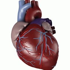 Stenoza codului arterei pulmonare cu μB 10 și cât de periculoasă este