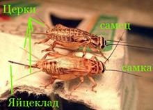 Swift este o pasăre exclusiv insectivoros