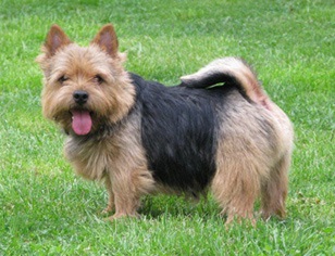 Coafura Norwich Terrier la Moscova, fotografie, cost, semn pentru o coafura Norwich Terrier - retea