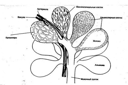 Structura, creșterea și dezvoltarea sânului, factori care afectează acest proces - stadopedia