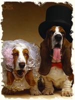 Nunta și câinele dvs. cum să combinați Sunt o mireasă - articole despre pregătirea pentru o nuntă și sfaturi utile