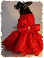 Nunta și câinele dvs. cum să combinați Sunt o mireasă - articole despre pregătirea pentru o nuntă și sfaturi utile