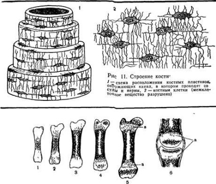 Proprietăți și dezvoltare a țesutului osos