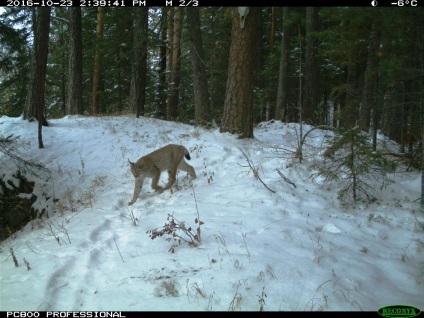 Taiga pisică în lentilă, rezervată Rusiei