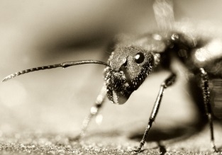 Rețetă secretă pentru uleiurile formice
