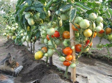 Tomato bobkat f1 descrierea principalelor caracteristici și principii de cultivare a unui soi