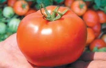 Tomato bobkat f1 descrierea principalelor caracteristici și principii de cultivare a unui soi