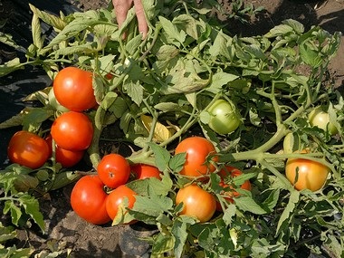 Tomato bobkat f1 descrierea principalelor caracteristici și principii de cultivare a unui soi