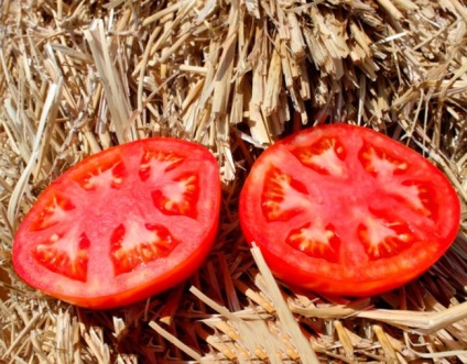 Tomato bobkat caracteristicile și descrierea soiului, recenzii, fotografie, productivitate - eHotel