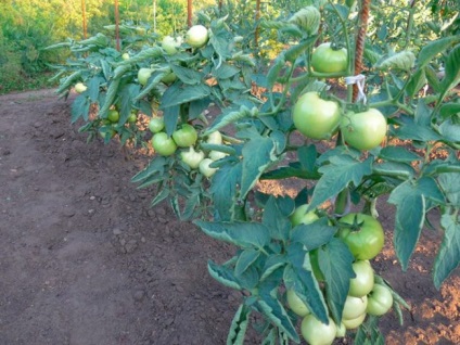 Tomato bobkat caracteristicile și descrierea soiului, recenzii, fotografie, productivitate - eHotel