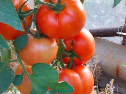 Tomato bobkat caracteristicile și descrierea soiului, recenzii, fotografie, productivitate - eHotel