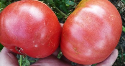 Tomato - fatima, caracteristicile și descrierea soiului, randament, fotografie