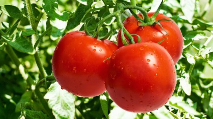 Tomate pentru nord-vest de cele mai bune soiuri pentru regiunea Leningrad