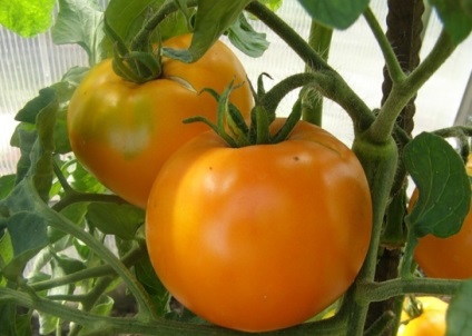 Tomato golden autumn, descriere, fotografie, recenzii