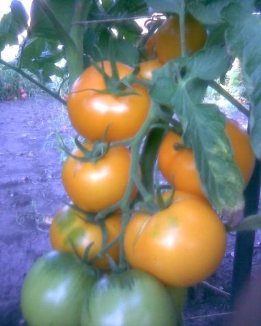 Tomato golden autumn, descriere, fotografie, recenzii