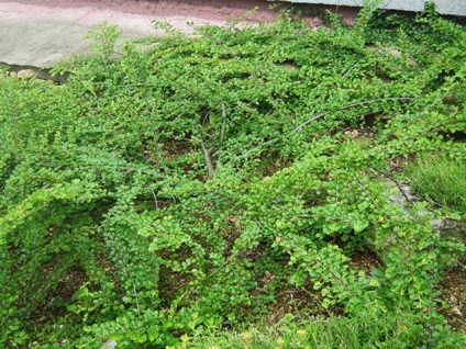 Topiary în grădină