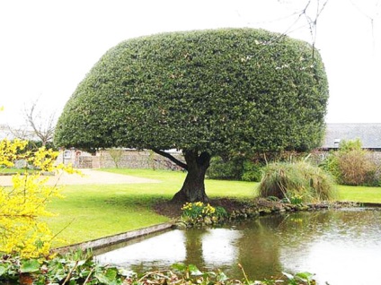 Topiary în grădină