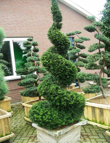 Topiary în grădină