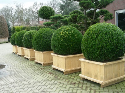 Topiary a kertben