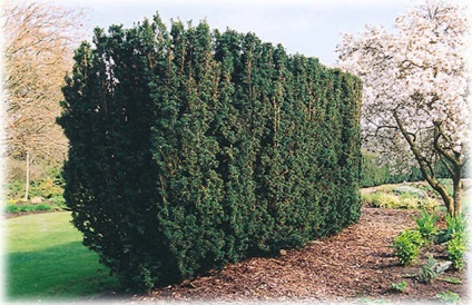 Topiary în grădină