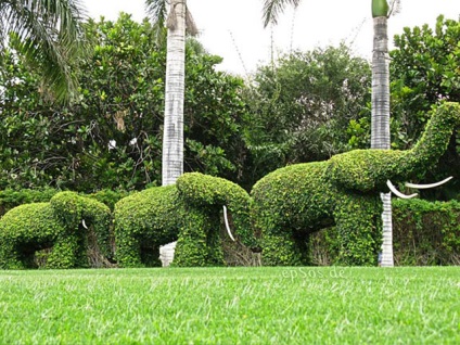 Topiary în grădină