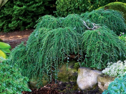 Topiary în grădină