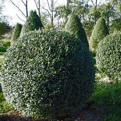 Topiary a kertben