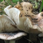Topolovaya ryadovka descriere, colectarea și cultivarea ciupercii