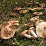 Topolovaya ryadovka descriere, colectarea și cultivarea ciupercii