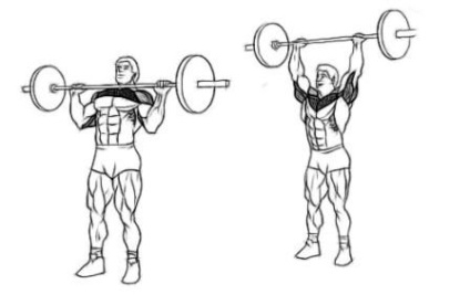 Instruirea mușchilor deltoizi - școală corporală - culturism, sport, fitness
