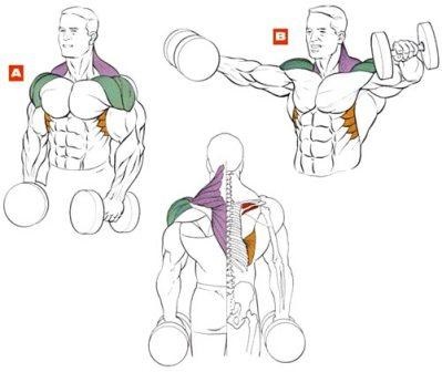 Instruirea mușchilor deltoizi - școală corporală - culturism, sport, fitness