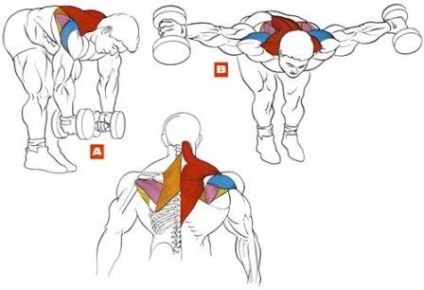 Instruirea mușchilor deltoizi - școală corporală - culturism, sport, fitness