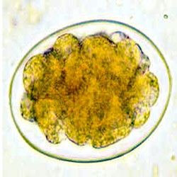 Trichostrongiloidoza, tratament