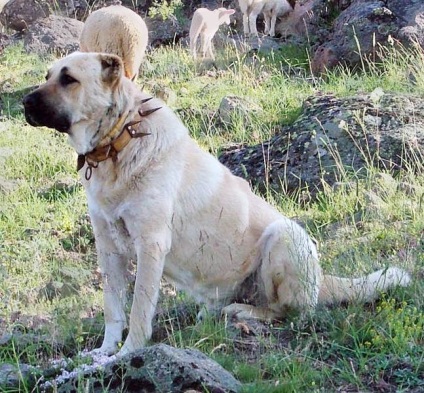 Descrierea rasei, caracterului, fotografiei kongal (lăcustă)