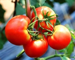 Soiuri de tomate foarte maturate