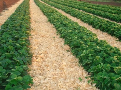 Aterizare inteligentă - cheia succesului! Sau agricultura naturala