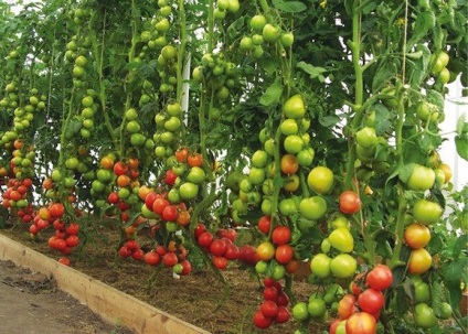 Aterizare inteligentă - cheia succesului! Sau agricultura naturala