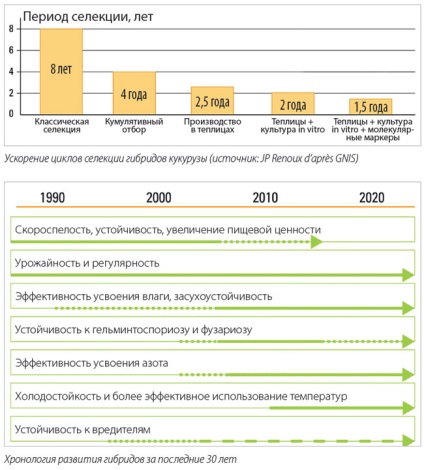 Randamentul porumbului va crește