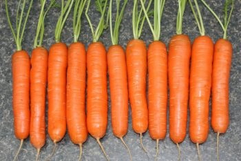 Randamentul de morcovi de la o sută, randamentul de diferite soiuri de morcovi