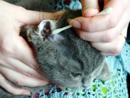 Fülhurva macskákban - tünetek és kezelés