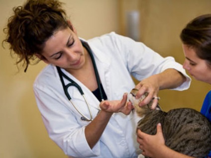Fülhurva macskákban - tünetek és kezelés