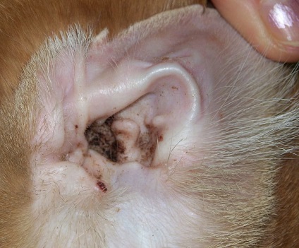 Acarianul urechii la pisici - simptome și tratament
