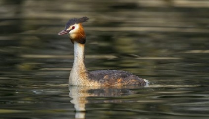 Duck grebes (chomga) fotografie, descriere, caracteristici