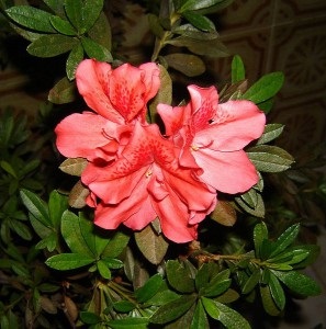 Azalea gondozása