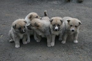 Chihuahua îngrijire catelus în 2 luni, catelusul meu