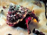 Îngrijire pentru crab-pustnicul (coenobita clypeatus), hrănire cu crab, control pentru